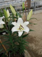 [5201 Tuparro VH No01.JPG]